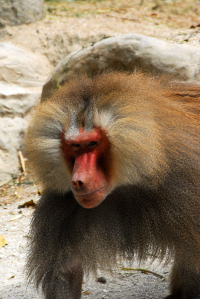 Hamadryas Baboon, Singapore Zoo