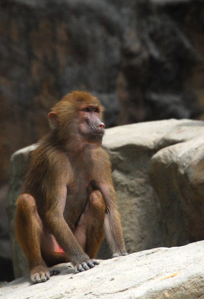 Hamadryas Baboon, Singapore Zoo