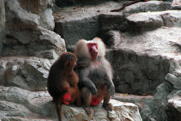 Hamadryas Baboon, Singapore Zoo