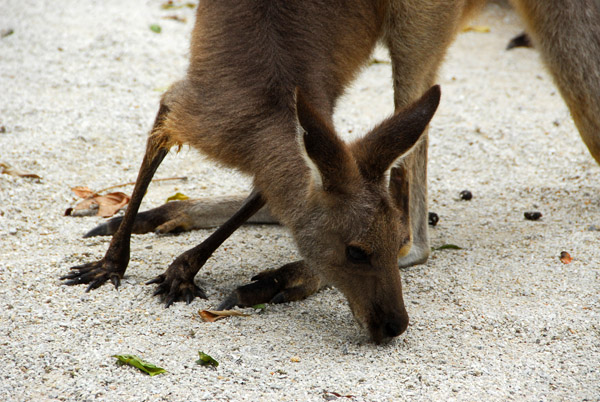 Kangaroo, Singapore Zoo - Australian exhibit