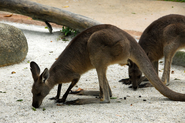 Kangaroo, Singapore Zoo - Australian exhibit