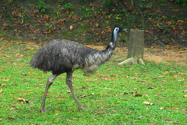 Emu, Singapore Zoo - Australian exhibit
