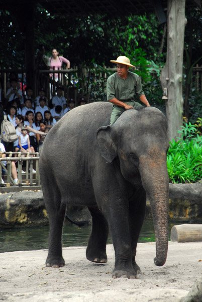 Elephant show, Singapore Zoo