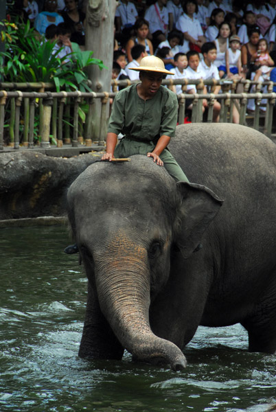 Elephant show, Singapore Zoo