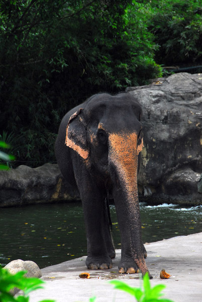 Elephant show, Singapore Zoo