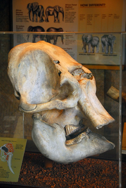Elephant skull, Singapore Zoo