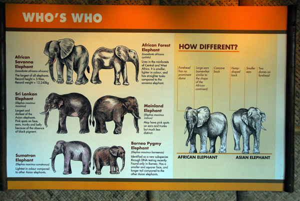 Distinguising elephants, Singapore Zoo