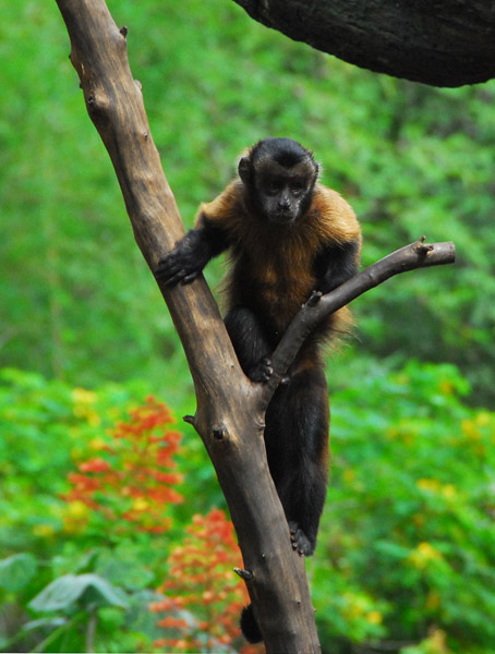 Brown Capuchin monkey (Cebus apella) Singapore Zoo