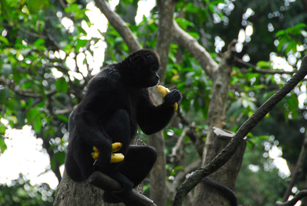 SingaporeZooFeb07 133.jpg