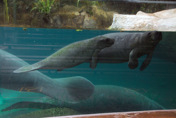 Manatees, Singapore Zoo