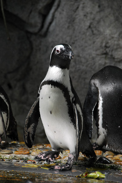 Jackass Penguin, Singapore Zoo