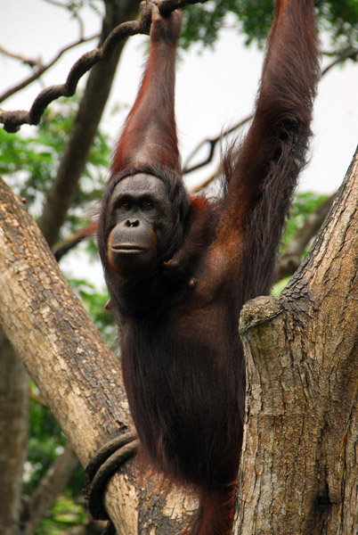 Orangutan, Singapore Zoo