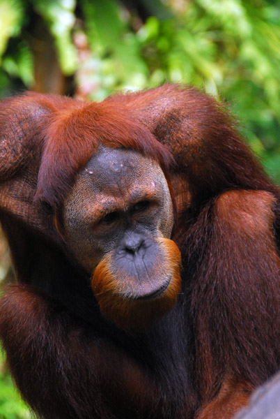 Orangutan, Singapore Zoo