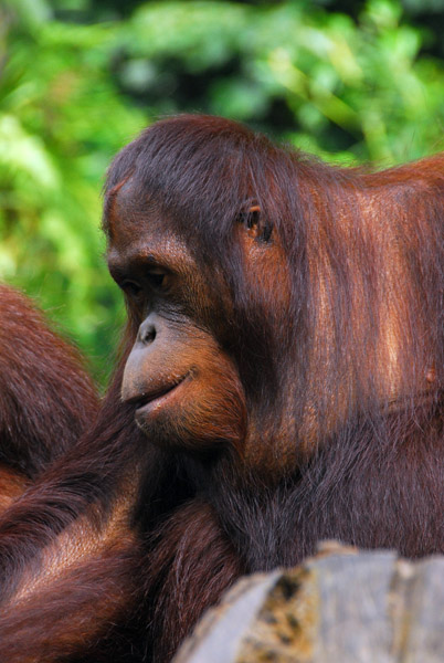 Orangutan, Singapore Zoo