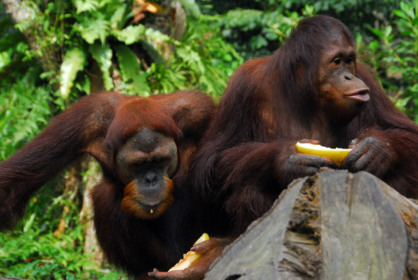 Orangutans, Singapore Zoo