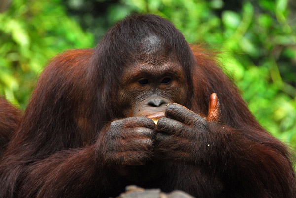 Orangutan, Singapore Zoo