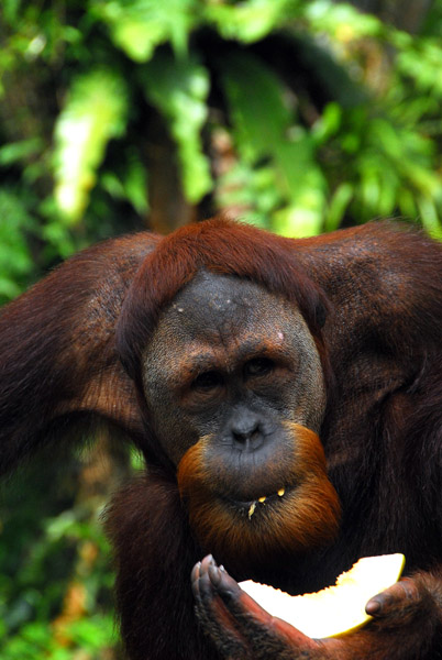 Orangutan eating fruit