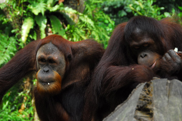 Orangutans, Singapore Zoo