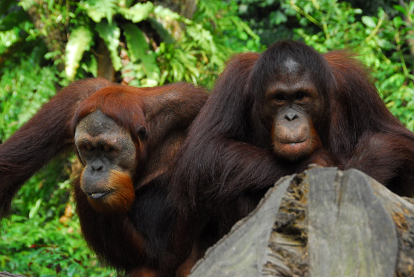 Orangutans, Singapore Zoo