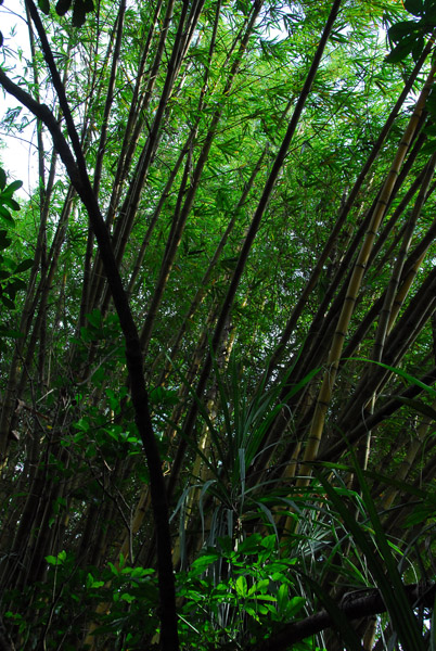 Bamboo grove, Singapore Zoo