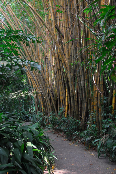 Bamboo grove, Singapore Zoo