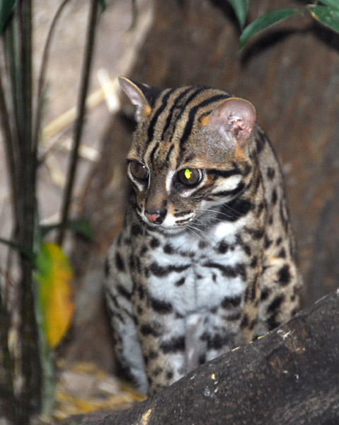 Leopard Cat (Prionailurus bengalensis) Singapore Zoo