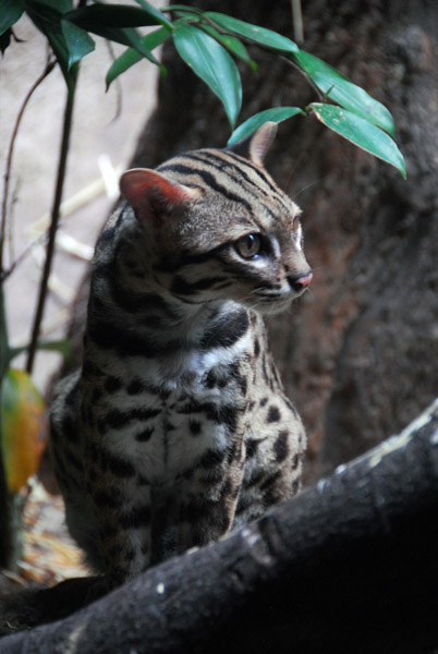 Leopard Cat (Prionailurus bengalensis) Singapore Zoo