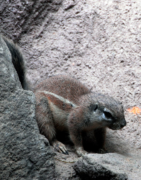 Southern African Ground Squirrel (Xerus inauris) Singapore Zoo