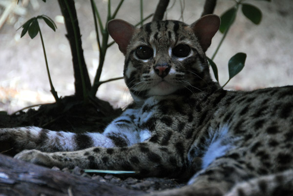Leopard Cat (Prionailurus bengalensis) Singapore Zoo