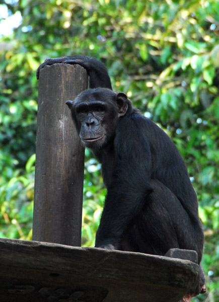 Chimpanzee, Singapore Zoo