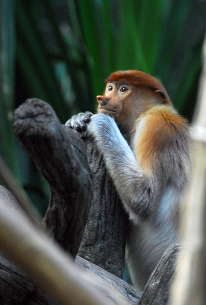 Baby Proboscis Monkey (Nasalis larvatus) Singapore Zoo