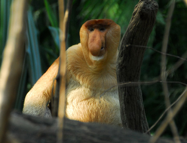 Proboscis Monkey (Nasalis larvatus) Singapore Zoo