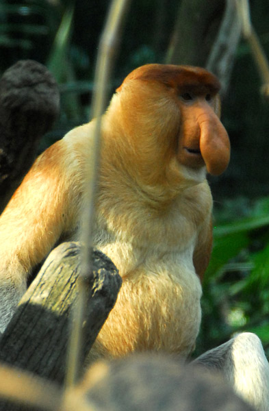 Proboscis Monkey (Nasalis larvatus) Singapore Zoo