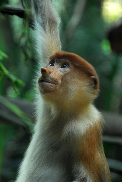Baby Proboscis Monkey (Nasalis larvatus) Singapore Zoo