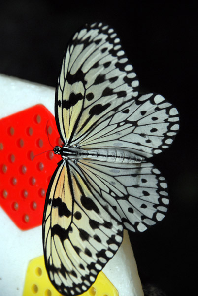 Malay Lacewing butterfly (Cethosia hypsia) Singapore Zoo