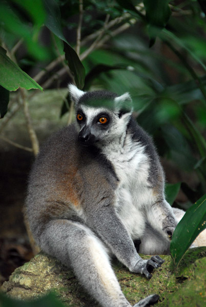 Ring-tailed Lemur (Lemur catta) Singapore Zoo)