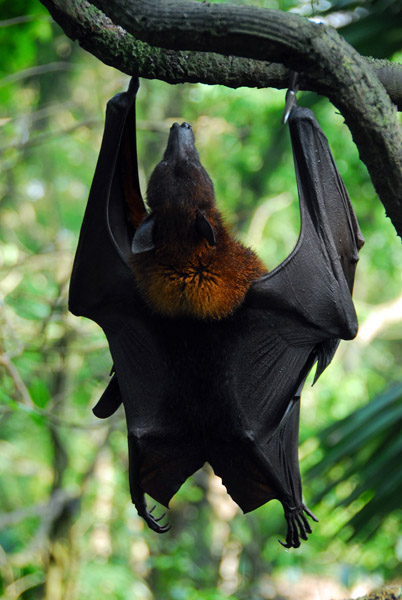 Malayan Flying Fox (Pteropus vampyrus) Singapore Zoo