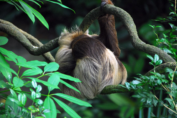 Two-toed Sloth (Choloepus didactylus) Singapore Zoo