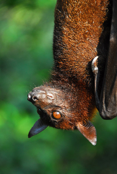 Malayan Flying Fox (Pteropus vampyrus) Singapore Zoo