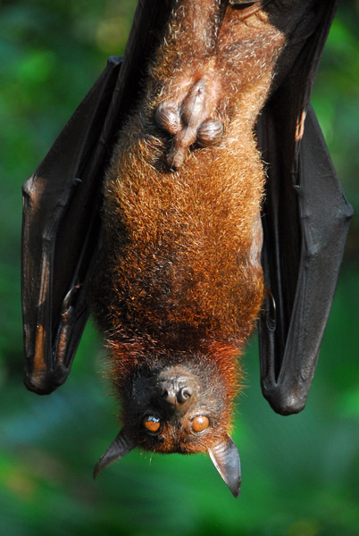 Malayan Flying Fox (Pteropus vampyrus) obviously male