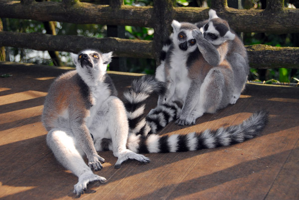 Ring-tailed Lemur (Lemur catta) Singapore Zoo)