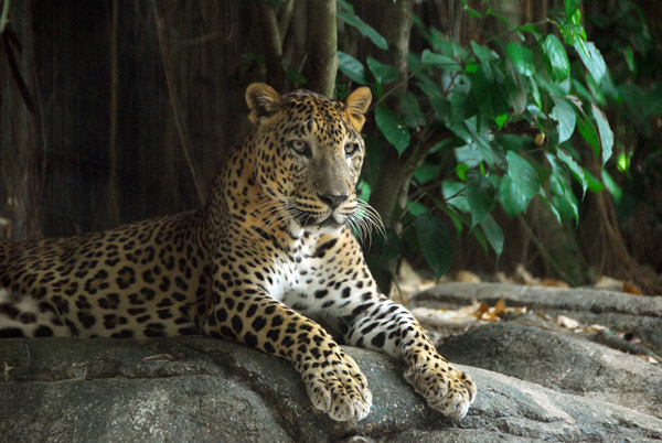 Africa - Leopard, Singapore Zoo