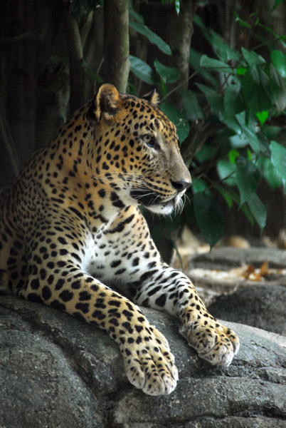 Africa - Leopard, Singapore Zoo