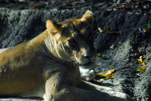 Africa - Lion, Singapore Zoo