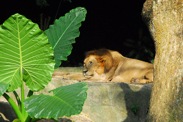 Africa - Lion, Singapore Zoo