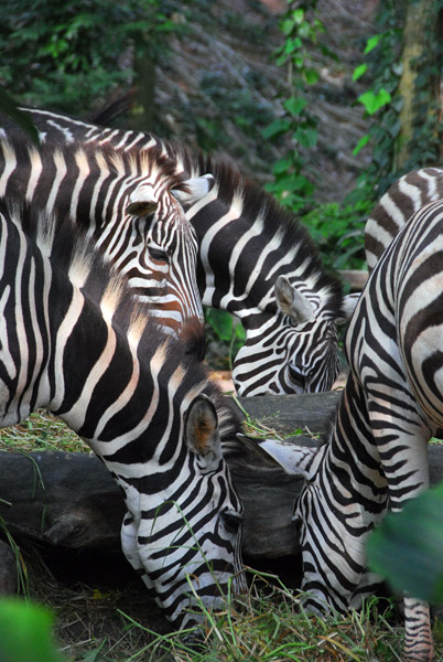 Africa - Zebras, Singapore Zoo