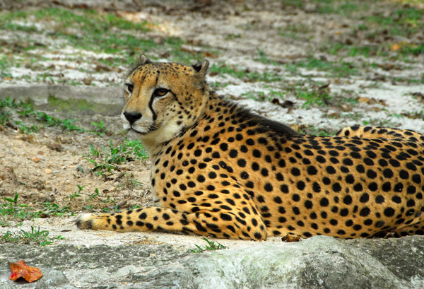 Africa - Cheetah, Singapore Zoo
