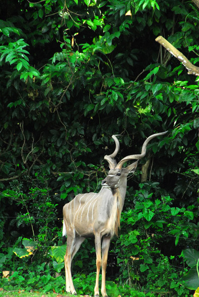 Africa - Kudu, Singapore Zoo