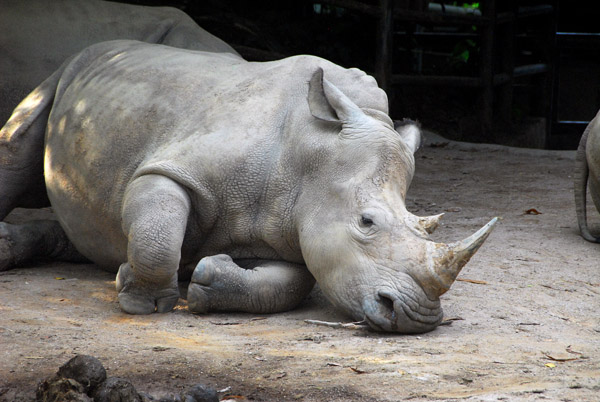 Africa - Rhinoceros, Singapoe Zoo
