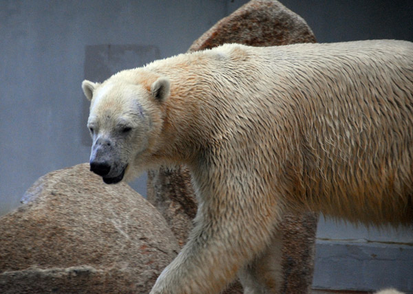 Africa - Polar Bear, Singapore Zoo